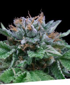 Foto Auto big blue 100% exclusive seeds bank