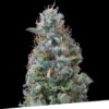 Foto Bilberry 100% exclusive seeds bank