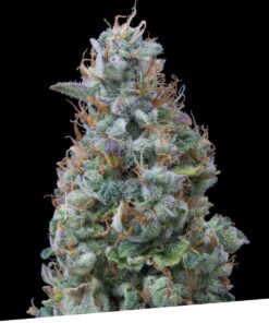 Foto Bilberry 100% exclusive seeds bank