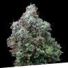 Foto Bubba kush 100% exclusive seeds bank