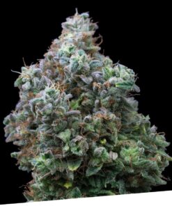 Foto Bubba kush 100% exclusive seeds bank