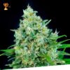 Foto Cheese x critikal 100% exclusive seeds bank
