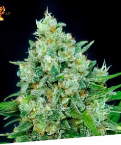 Foto Cheese x critikal 100% exclusive seeds bank