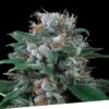 Foto Auto critikal 100% exclusive seeds bank