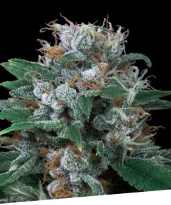 Foto Auto critikal 100% exclusive seeds bank