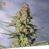 Foto Critikal 100% exclusive seeds bank