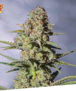 Foto Critikal 100% exclusive seeds bank