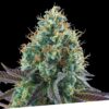 Foto Gold standard 100% exclusive seeds bank