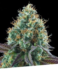 Foto Gold standard 100% exclusive seeds bank