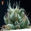 Foto Jamaican shark 100% exclusive seeds bank