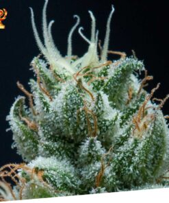 Foto Jamaican shark 100% exclusive seeds bank