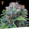 Foto Lemon haze 100% exclusive seeds bank