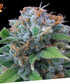 Foto Lemon haze 100% exclusive seeds bank