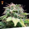 Foto Auto mandarina 100% exclusive seeds bank