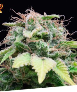 Foto Auto mandarina 100% exclusive seeds bank