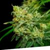 Foto Mango burst 100% exclusive seeds bank