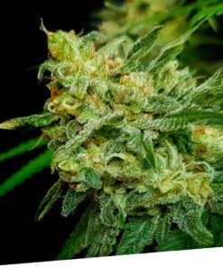 Foto Mango burst 100% exclusive seeds bank
