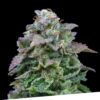 Foto Auto mozar 100% exclusive seeds bank
