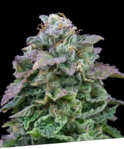 Foto Auto mozar 100% exclusive seeds bank
