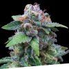 Foto Og kush 100% exclusive seeds bank