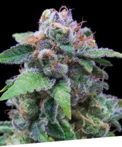 Foto Og kush 100% exclusive seeds bank