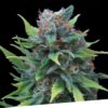 Foto Silver surfer 100% exclusive seeds bank