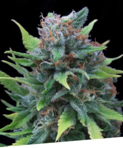 Foto Silver surfer 100% exclusive seeds bank