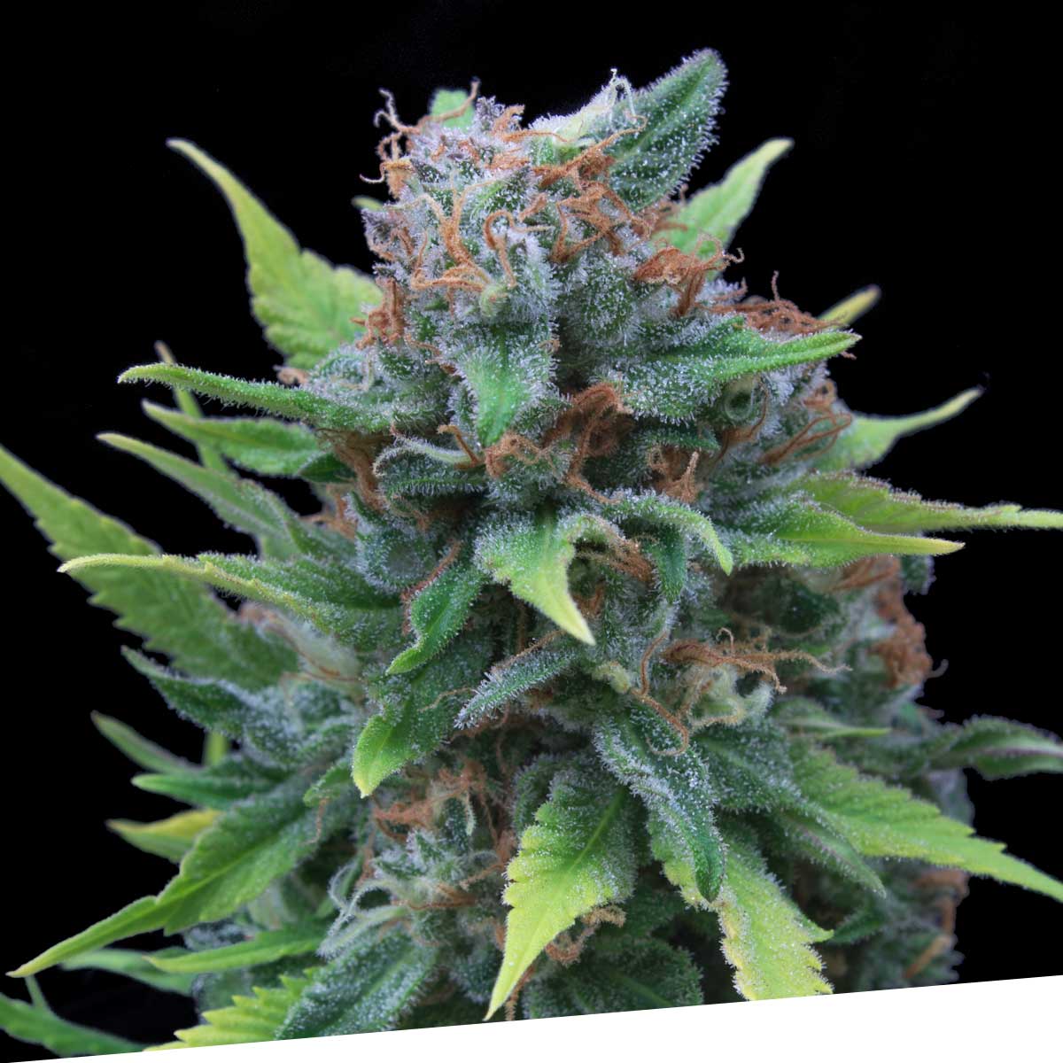 Silver surfer 100% exclusive seeds bank Foto Silver surfer 100% exclusive seeds bank