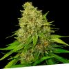 Foto Super larry og 100% exclusive seeds bank