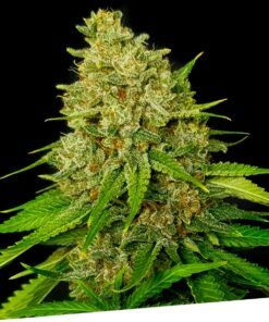 Foto Super larry og 100% exclusive seeds bank