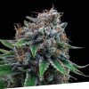 Foto Tutti gelato 100% exclusive seeds bank