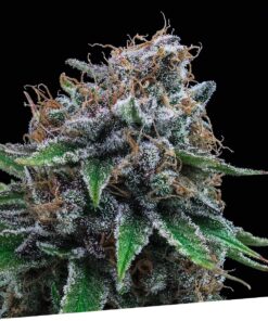 Foto Tutti gelato 100% exclusive seeds bank