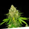 Foto Cheese x critikal regular exclusive seeds bank
