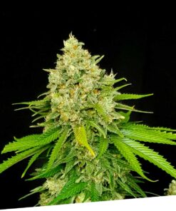 Foto Cheese x critikal regular exclusive seeds bank