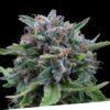Foto Critikal regular exclusive seeds bank
