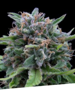 Foto Critikal regular exclusive seeds bank