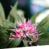 Foto Doble w regular exclusive seeds bank