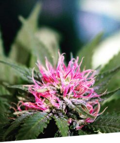 Foto Doble w regular exclusive seeds bank