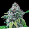 Foto Kush exclusive regular exclusive seeds bank