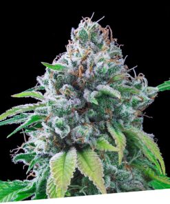 Foto Kush exclusive regular exclusive seeds bank