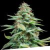 Foto Limon haze regular exclusive seeds bank