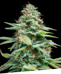 Foto Limon haze regular exclusive seeds bank