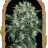 Foto Pink hokkaido 100% exotic seeds