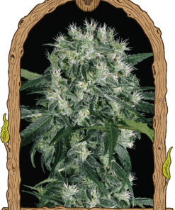 Foto Pink hokkaido 100% exotic seeds