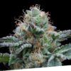 Foto Auto tasty 100% exclusive seeds bank