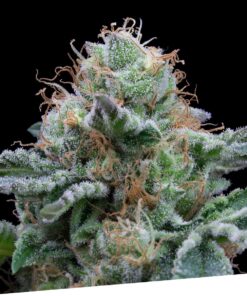Foto Auto tasty 100% exclusive seeds bank