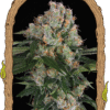 Foto Artic flurry 100% exotic seeds