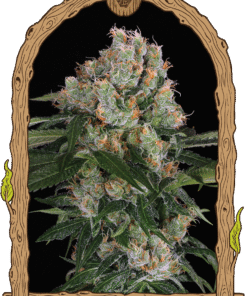 Foto Artic flurry 100% exotic seeds