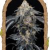 Foto Quicklato sherbet 100% exotic seeds