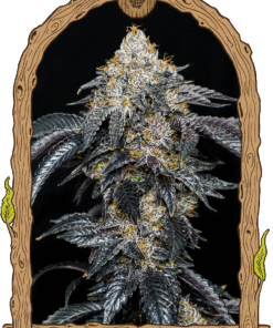 Foto Quicklato sherbet 100% exotic seeds